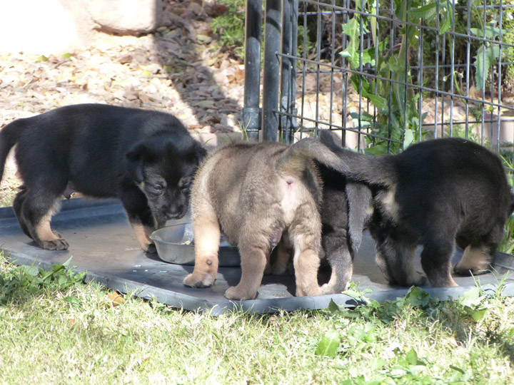 chinook dog